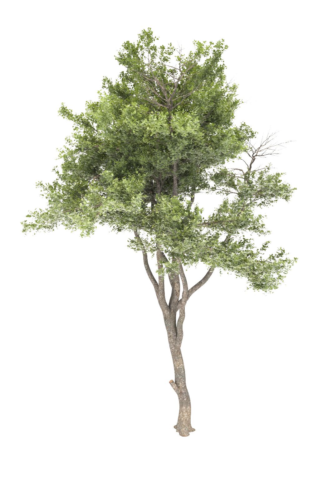 vray proxy trees free download